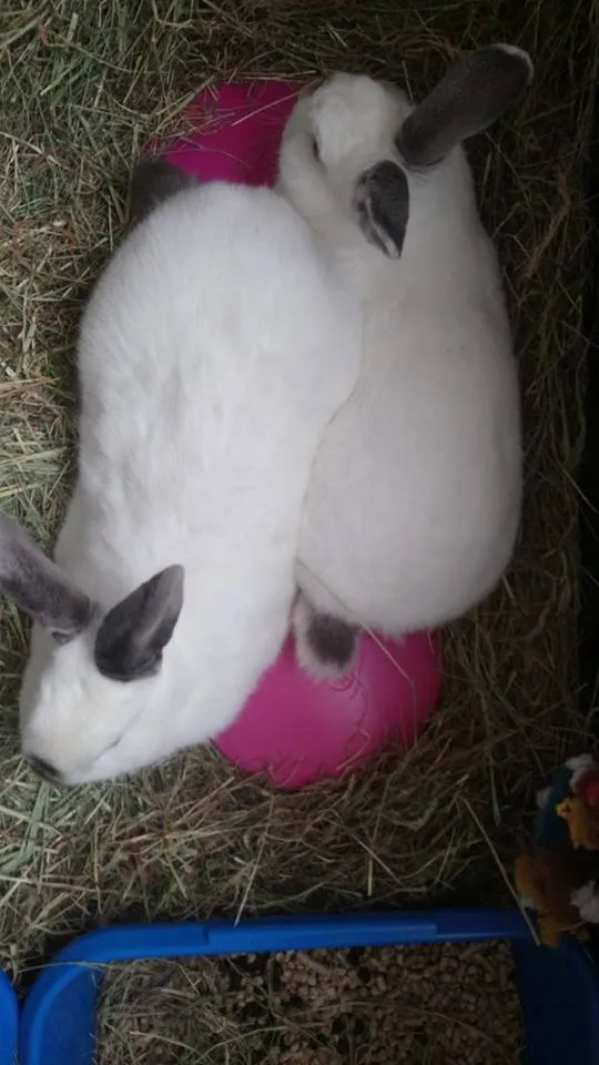 Ice Pod