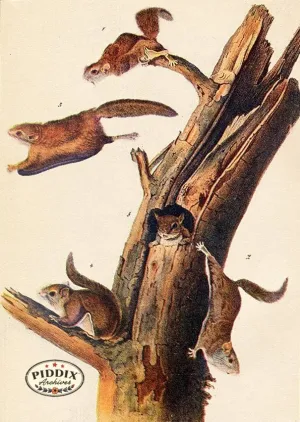 PDXC19435 -- Small Furry Animals