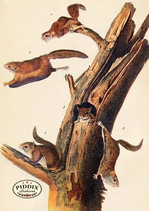 PDXC19435 -- Small Furry Animals