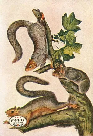 PDXC19436 -- Small Furry Animals