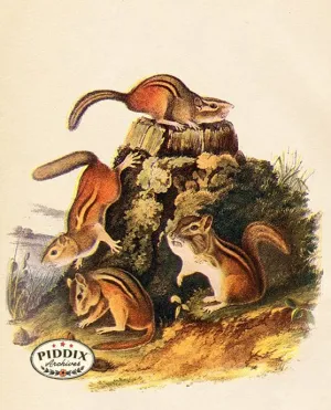PDXC19437 -- Small Furry Animals