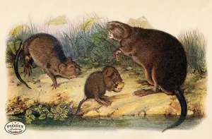 PDXC19440 -- Small Furry Animals