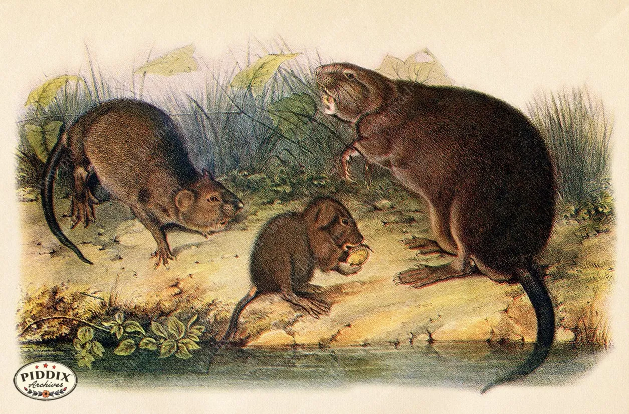 PDXC19440 -- Small Furry Animals