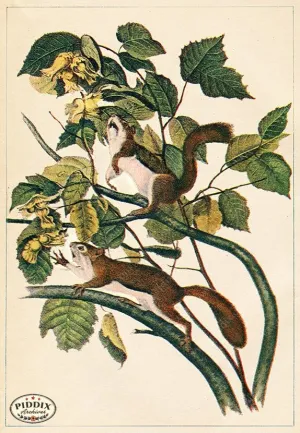 PDXC19449 -- Small Furry Animals