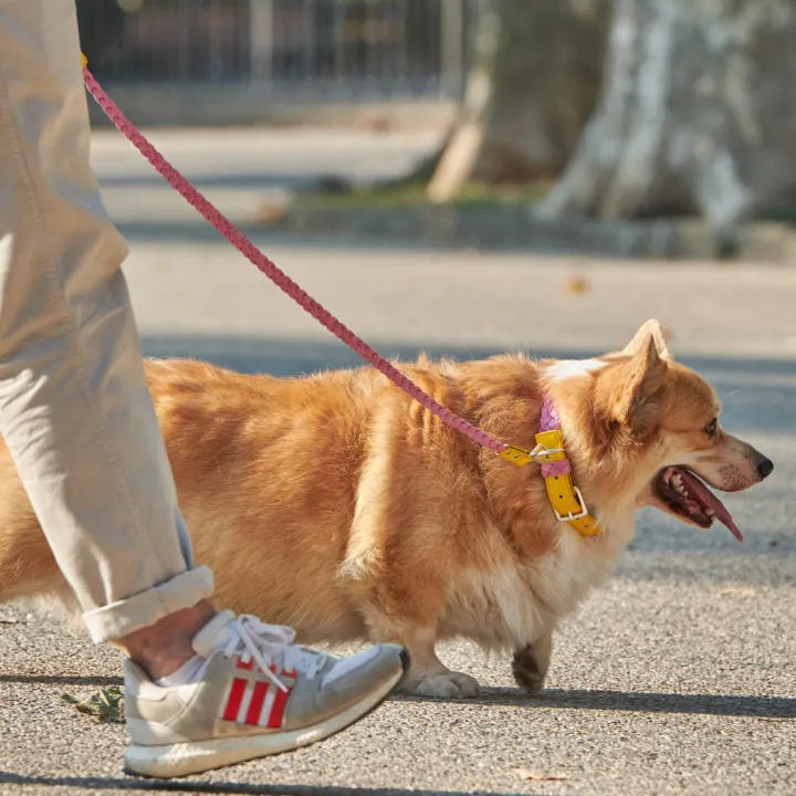 Yellow & Pink Braid Leash
