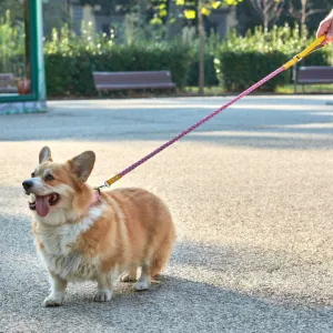 Yellow & Pink Braid Leash